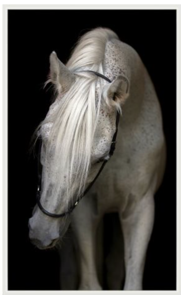 MAV- PASHA HORSE PAINTING