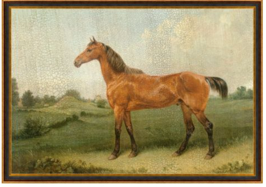 MAV-WINSTON HORSE PIC