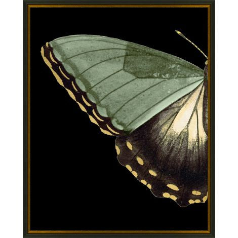 Gilded Wing