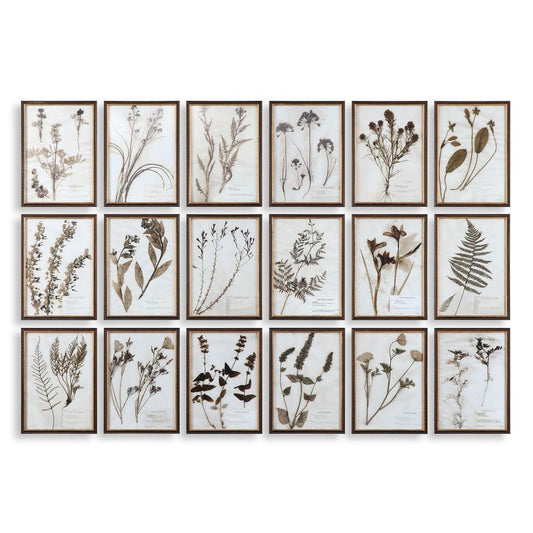 Botany Framed Prints