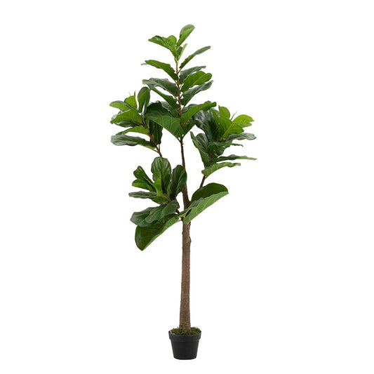MBW - 6' FIDDLE-LEAF FIG TREE